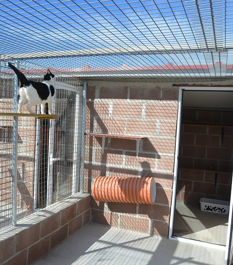 Residencia gatos Madrid