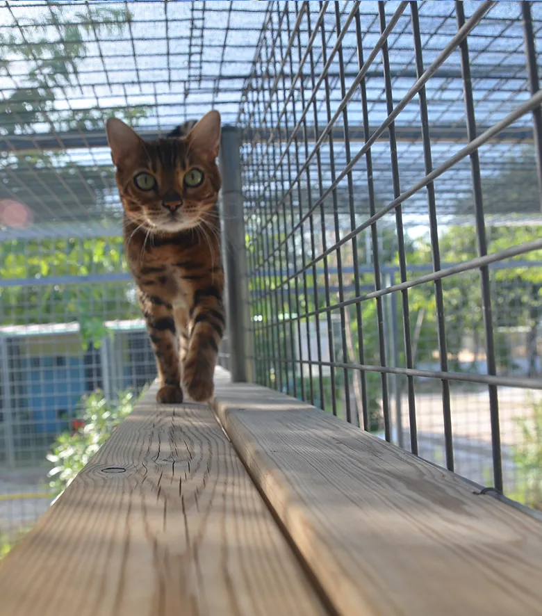 Residencia gatos Madrid