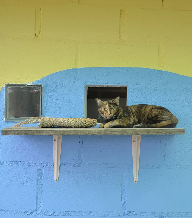 Residencia gatos Madrid