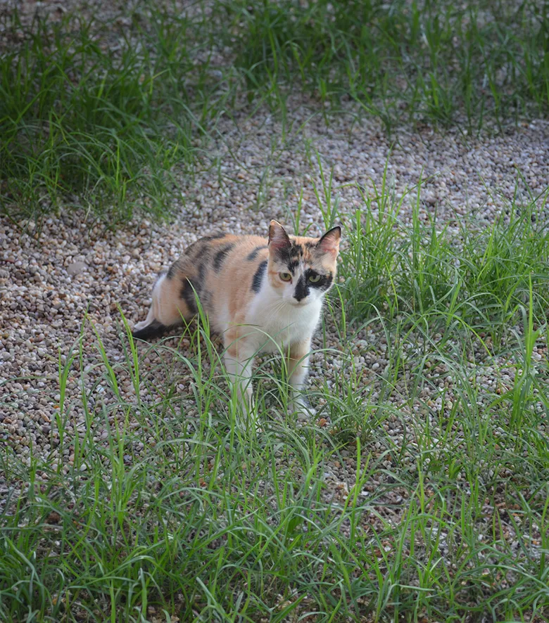 Residencia gatos Madrid