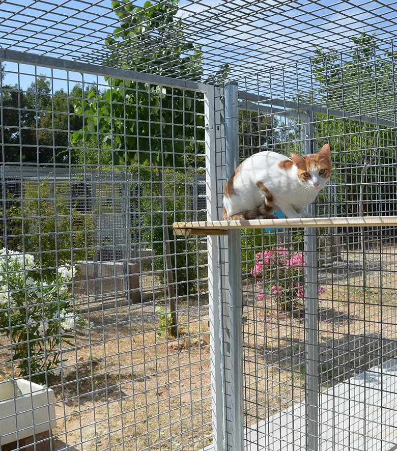 Residencia gatos Madrid